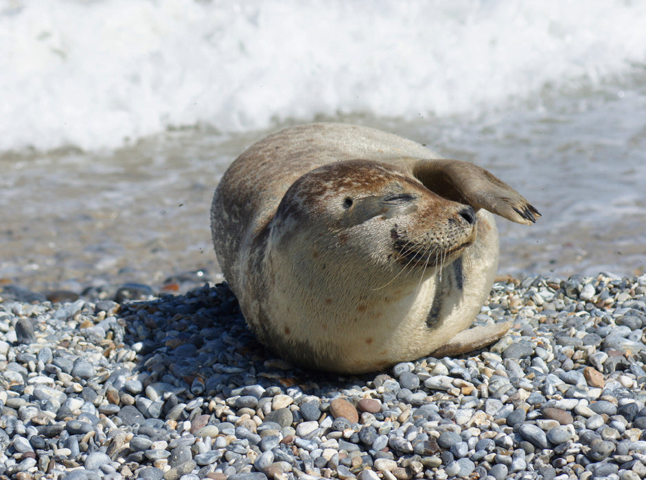 Entspannter Seehund am Nordseestrand - CALVENDO Foto-Puzzle - calvendoverlag 39.99