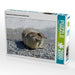 Entspannter Seehund am Nordseestrand - CALVENDO Foto-Puzzle - calvendoverlag 39.99