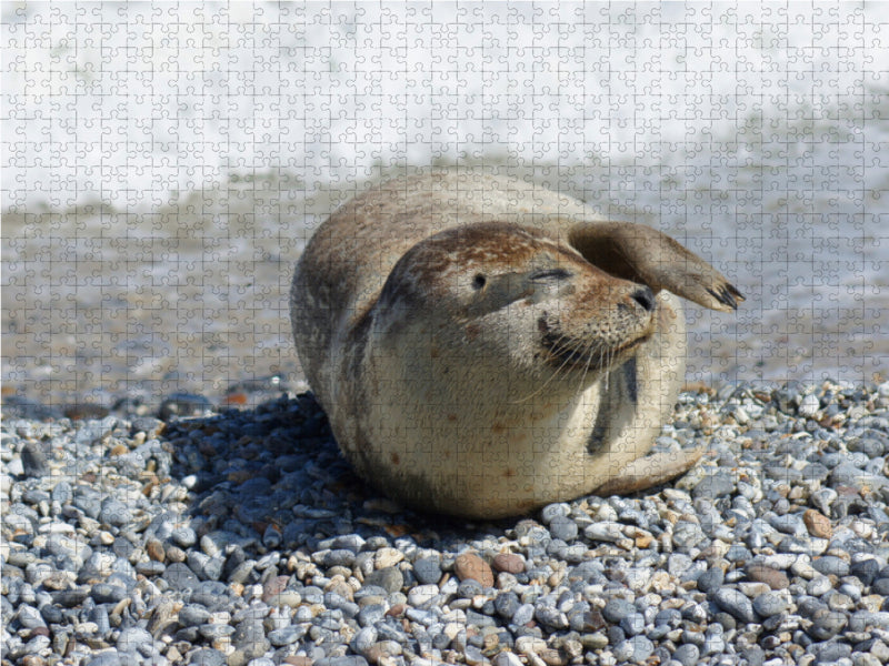 Entspannter Seehund am Nordseestrand - CALVENDO Foto-Puzzle - calvendoverlag 39.99