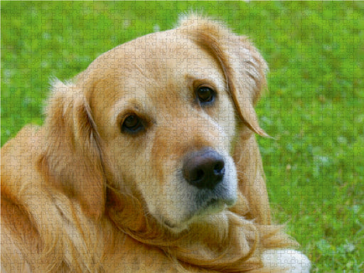 Hundeportrait - Golden Retriever - CALVENDO Foto-Puzzle - calvendoverlag 39.99
