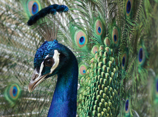 Stolzer Pfau im Federkleid - CALVENDO Foto-Puzzle - calvendoverlag 39.99