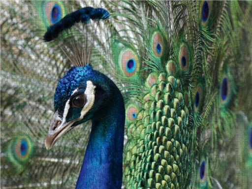 Stolzer Pfau im Federkleid - CALVENDO Foto-Puzzle - calvendoverlag 39.99