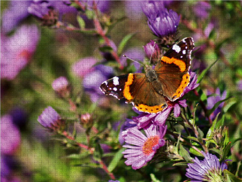 Farbenprächtiger Schmetterling im Sonnenlicht - CALVENDO Foto-Puzzle - calvendoverlag 39.99