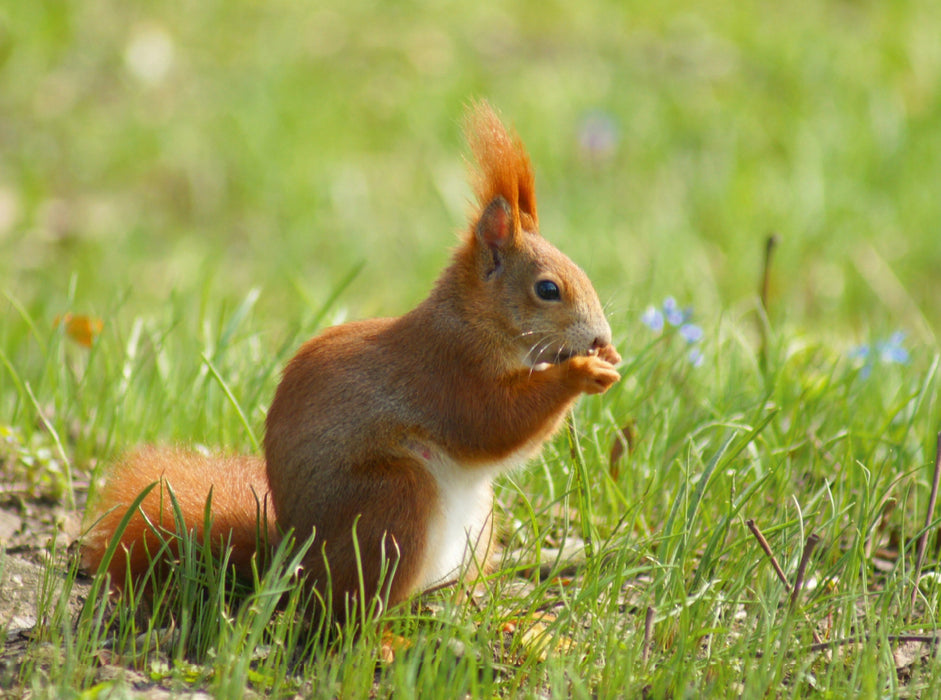Süßes Eichhörnchen in der Frühlingswiese - CALVENDO Foto-Puzzle - calvendoverlag 39.99