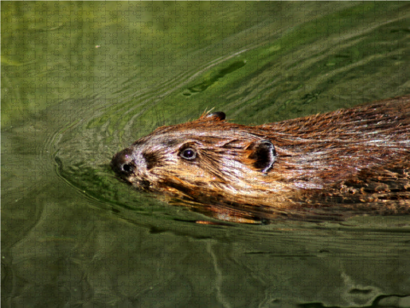 Schwimmender Biber - CALVENDO Foto-Puzzle - calvendoverlag 39.99