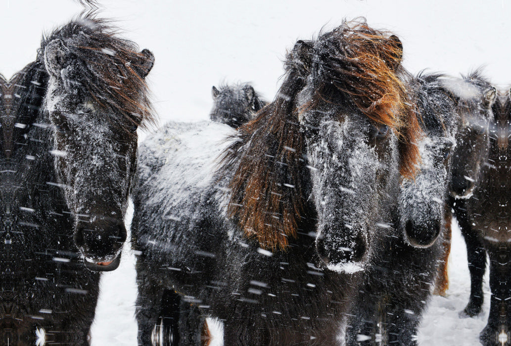 Premium textile canvas Premium textile canvas 120 cm x 80 cm landscape Icelandic horses in the snowstorm 