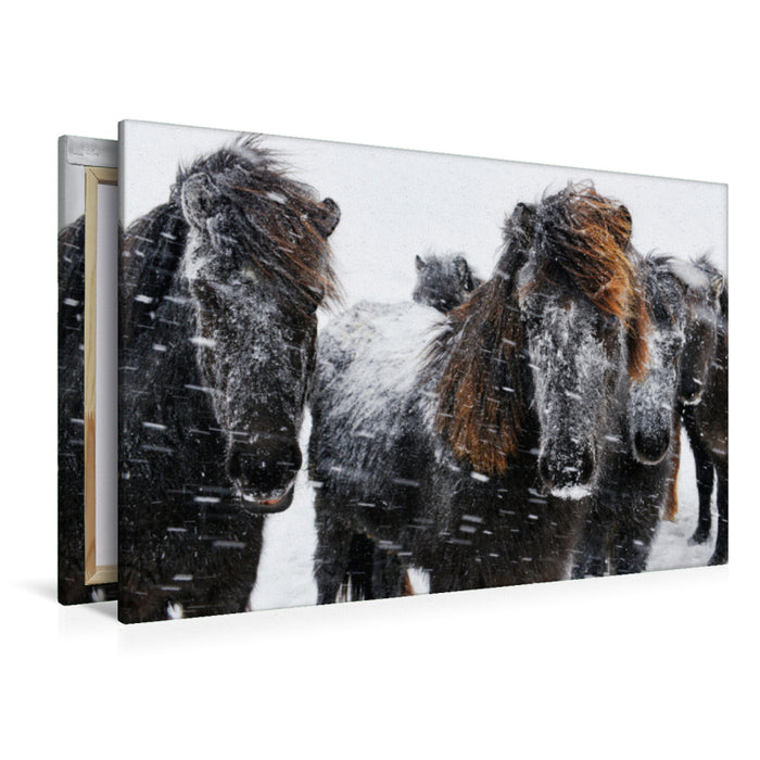 Premium textile canvas Premium textile canvas 120 cm x 80 cm landscape Icelandic horses in the snowstorm 