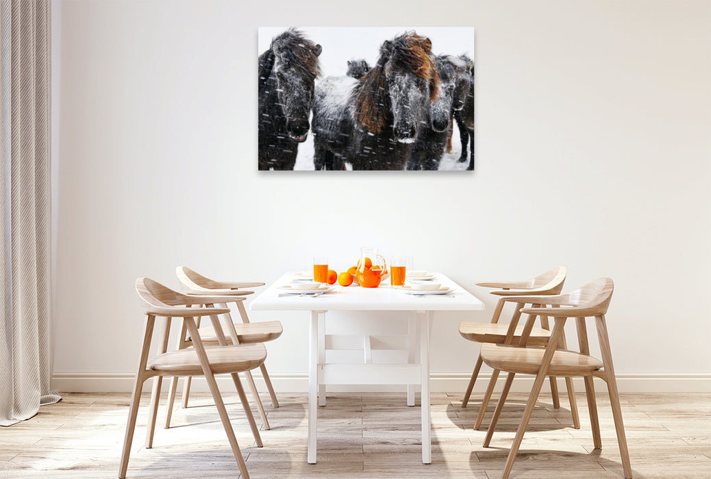 Premium textile canvas Premium textile canvas 120 cm x 80 cm landscape Icelandic horses in the snowstorm 