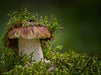 Pilzgalerie - Heimische Pilze aus der Region Rheinland-Pfalz - CALVENDO Foto-Puzzle - calvendoverlag 39.99