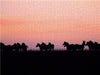 Zebras in der Masai Mara - CALVENDO Foto-Puzzle - calvendoverlag 39.99