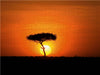 Schirmakazie bei Sonnenaufgang - CALVENDO Foto-Puzzle - calvendoverlag 39.99