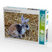 Dreifarbiges Kaninchen mit blauen Augen - CALVENDO Foto-Puzzle - calvendoverlag 39.99