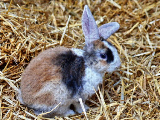Dreifarbiges Kaninchen mit blauen Augen - CALVENDO Foto-Puzzle - calvendoverlag 39.99
