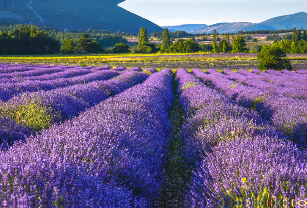 Premium textile canvas Premium textile canvas 120 cm x 80 cm landscape Lavender field in southern France 