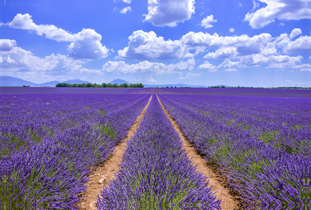 Premium textile canvas Premium textile canvas 120 cm x 80 cm landscape Blooming lavender at Valensole 