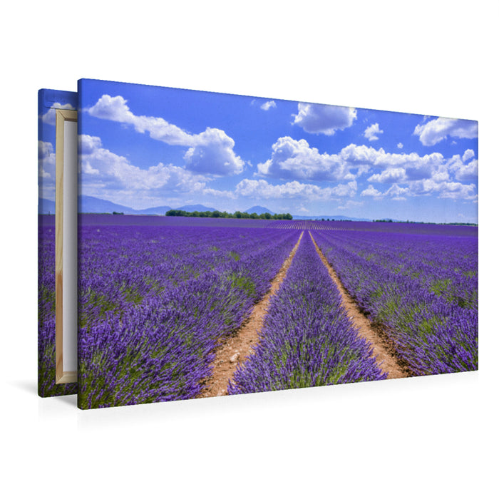 Premium Textil-Leinwand Premium Textil-Leinwand 120 cm x 80 cm quer Blühender Lavendel bei Valensole