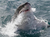 Weißer Hai, Dyker Island, Südafrika - CALVENDO Foto-Puzzle - calvendoverlag 39.99