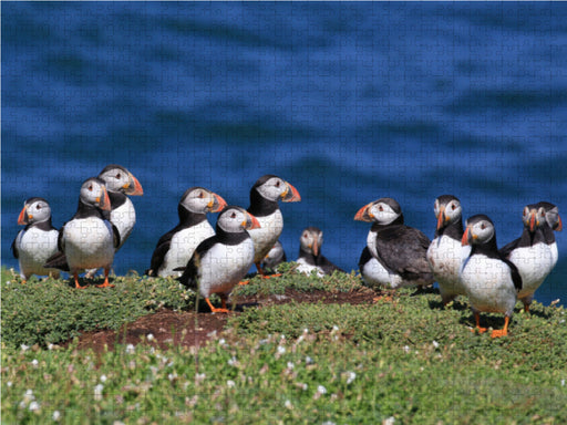 Papagaientaucher auf Skokholm Island - CALVENDO Foto-Puzzle - calvendoverlag 39.99