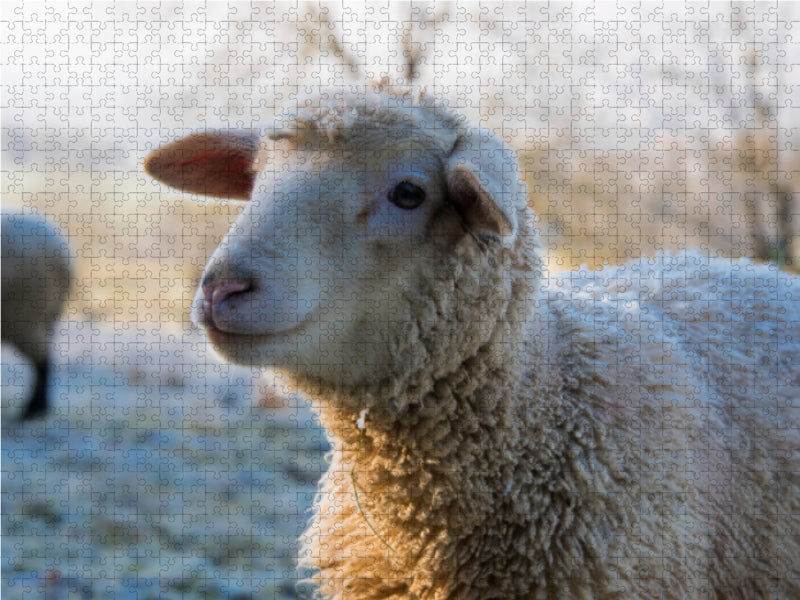 Schafe - Wolle ohne Ende - CALVENDO Foto-Puzzle - calvendoverlag 39.99