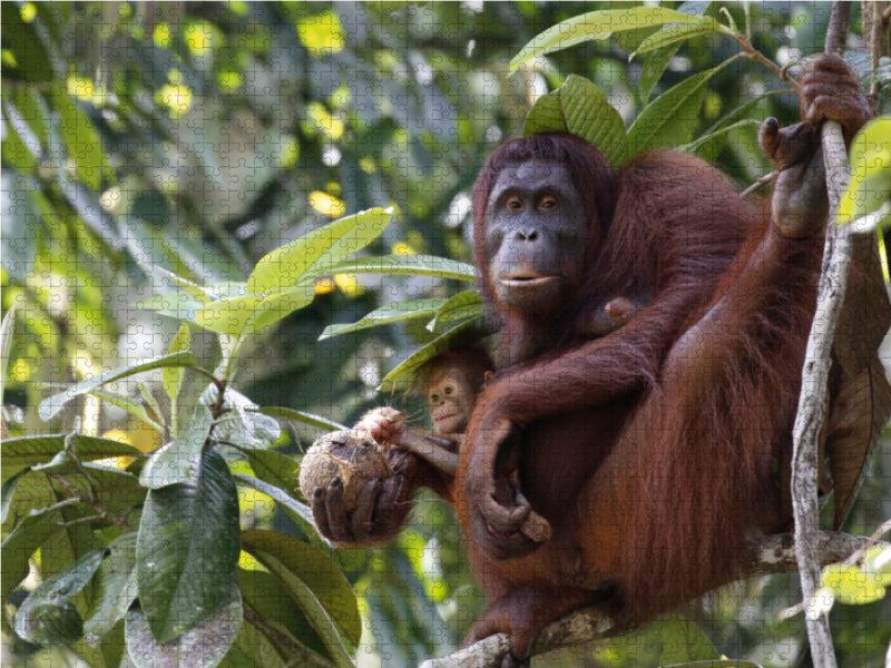 Orang Utans - Mutter und Kind - CALVENDO Foto-Puzzle - calvendoverlag 39.99