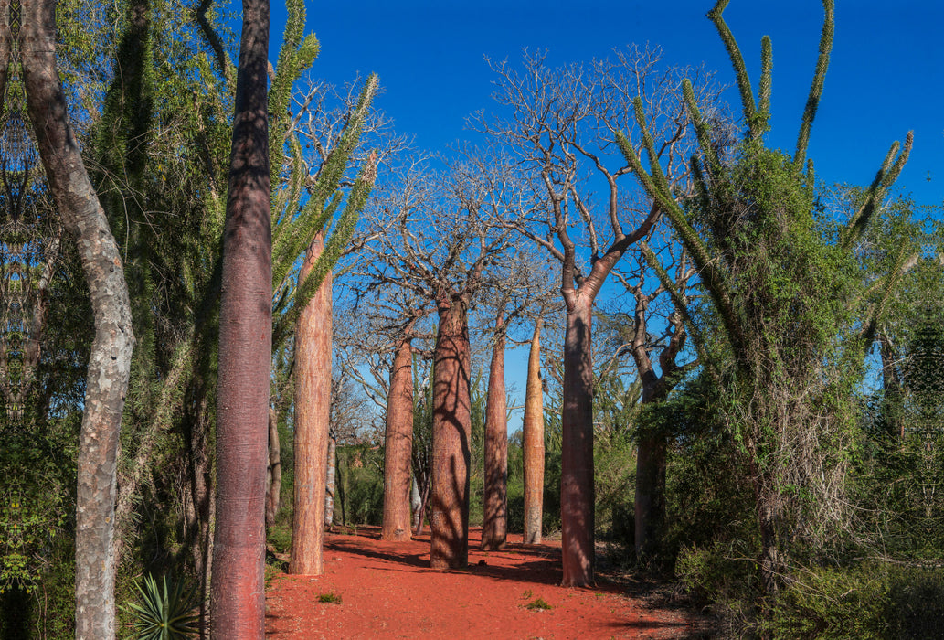 Premium textile canvas Premium textile canvas 120 cm x 80 cm across Baobab (Adansonia rubrostipa) in the thorn forest near Ifaty 