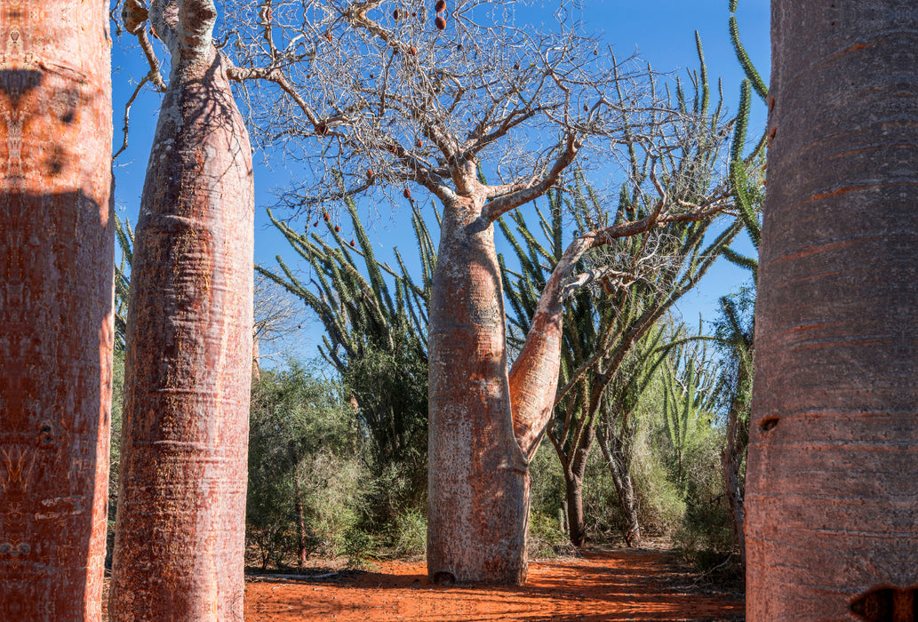 Premium Textil-Leinwand Premium Textil-Leinwand 120 cm x 80 cm quer "Coffee Pot" Baobab (Adansonia rubrostipa) bei Ifaty