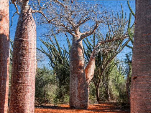"Coffee Pot" Baobab (Adansonia rubrostipa) bei Ifaty - CALVENDO Foto-Puzzle - calvendoverlag 29.99
