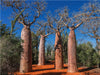 Baobab (Adansonia rubrostipa) im Dornenwald bei Ifaty - CALVENDO Foto-Puzzle - calvendoverlag 29.99