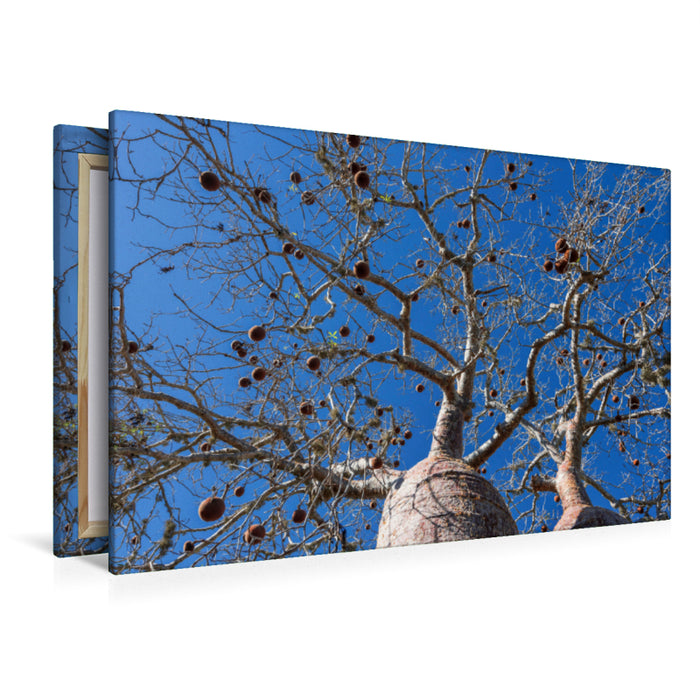 Premium textile canvas Premium textile canvas 120 cm x 80 cm landscape Baobab fruits (Adansonia rubrostipa) 