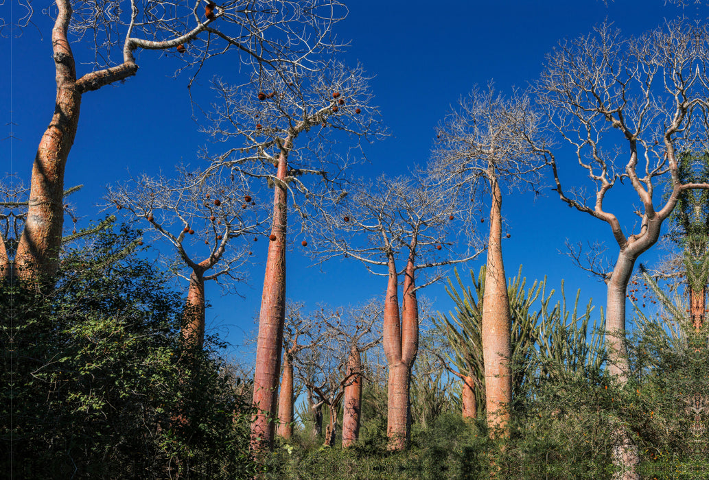 Premium Textil-Leinwand Premium Textil-Leinwand 120 cm x 80 cm quer Zwillings-Baobab (Adansonia rubrostipa) im Dornenwald