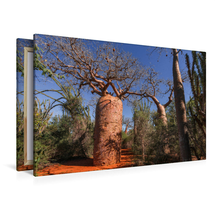 Premium Textil-Leinwand Premium Textil-Leinwand 120 cm x 80 cm quer "Bottle" Baobab (Adansonia rubrostipa) bei Ifaty