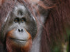 Orang Utan Ritchie - CALVENDO Foto-Puzzle - calvendoverlag 39.99