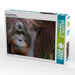 Orang Utan Ritchie - CALVENDO Foto-Puzzle - calvendoverlag 39.99