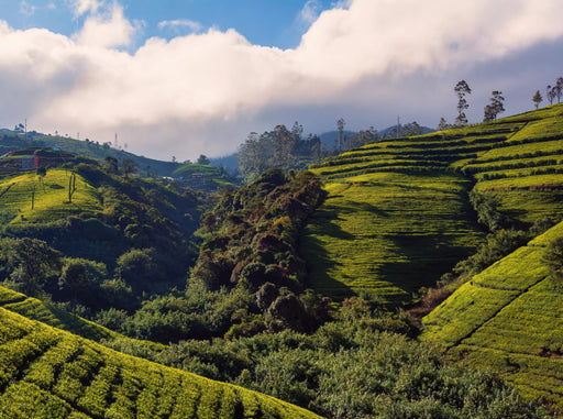 Teeplantagen in Sri Lanka - CALVENDO Foto-Puzzle - calvendoverlag 39.99