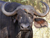 Wasserbüffel, Kenia - CALVENDO Foto-Puzzle - calvendoverlag 29.99