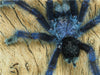 Avicularia purpurea, Kirk, 1990 - CALVENDO Foto-Puzzle - calvendoverlag 39.99