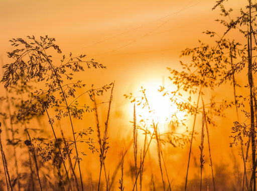 Gräser bei Sonnenuntergang - CALVENDO Foto-Puzzle - calvendoverlag 39.99