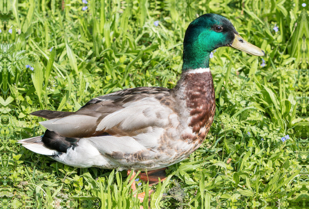 Premium textile canvas Premium textile canvas 120 cm x 80 cm landscape Mallard (Anas platyrhynchos) male 