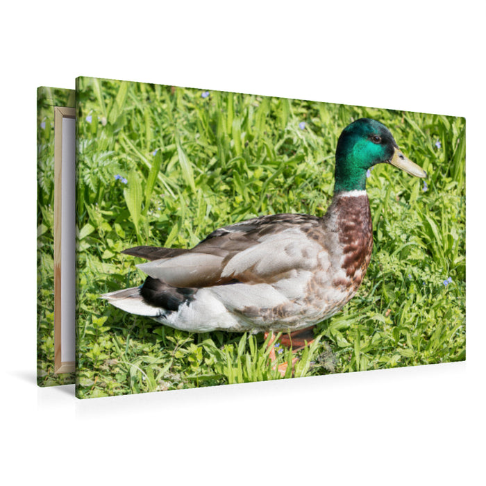 Premium textile canvas Premium textile canvas 120 cm x 80 cm landscape Mallard (Anas platyrhynchos) male 