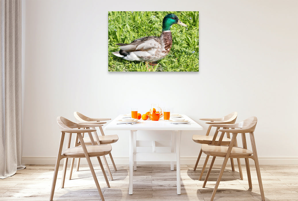 Premium textile canvas Premium textile canvas 120 cm x 80 cm landscape Mallard (Anas platyrhynchos) male 