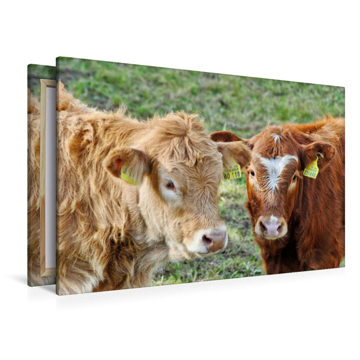 Premium Textil-Leinwand Premium Textil-Leinwand 120 cm x 80 cm quer Ein Motiv aus dem Kalender Rinder auf Eifeler Wiesen