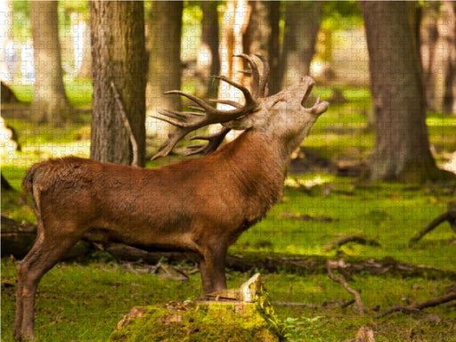 Rothirsch - Cervus elaphus - CALVENDO Foto-Puzzle - calvendoverlag 39.99