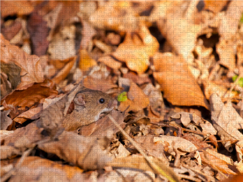 Rötelmaus - Myodes glareolus - CALVENDO Foto-Puzzle - calvendoverlag 39.99