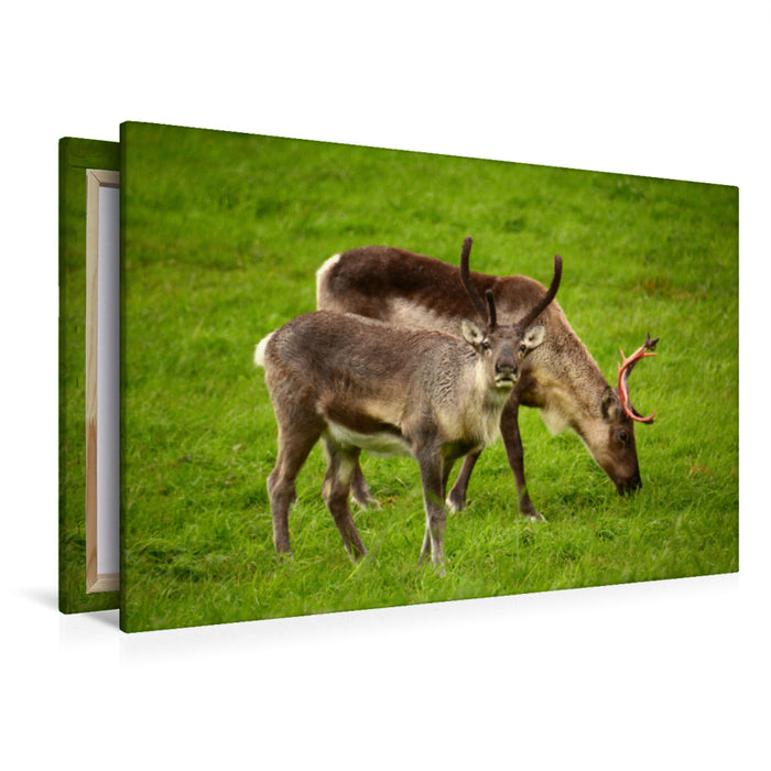 Premium textile canvas Premium textile canvas 120 cm x 80 cm landscape reindeer 