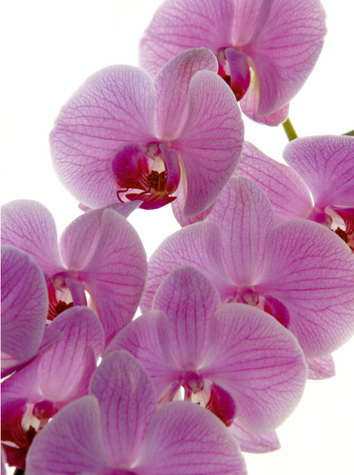Phalaenopsis - CALVENDO Foto-Puzzle - calvendoverlag 39.99