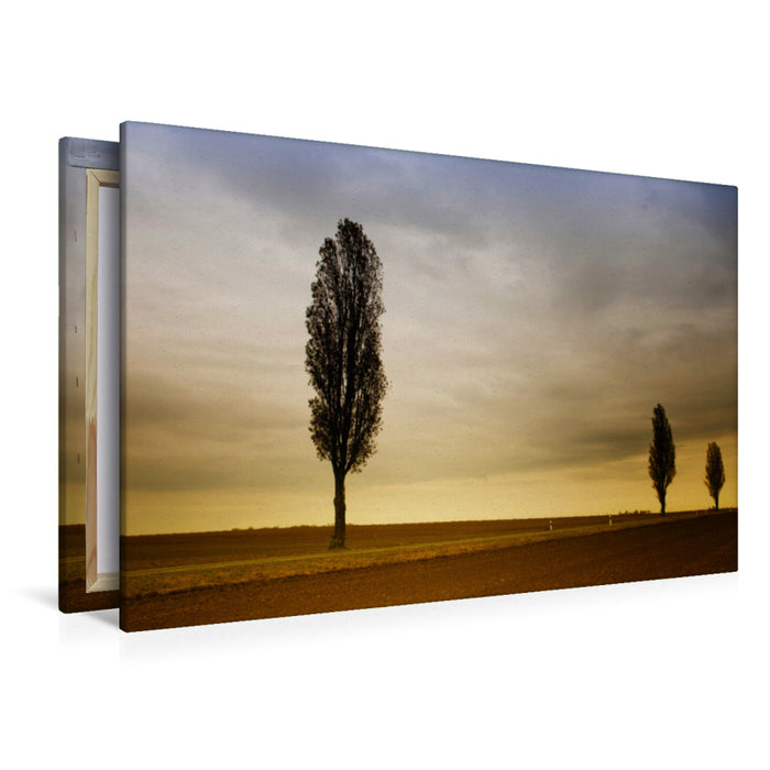 Premium textile canvas Premium textile canvas 120 cm x 80 cm across poplar avenue in the evening light, Saxony-Anhalt 