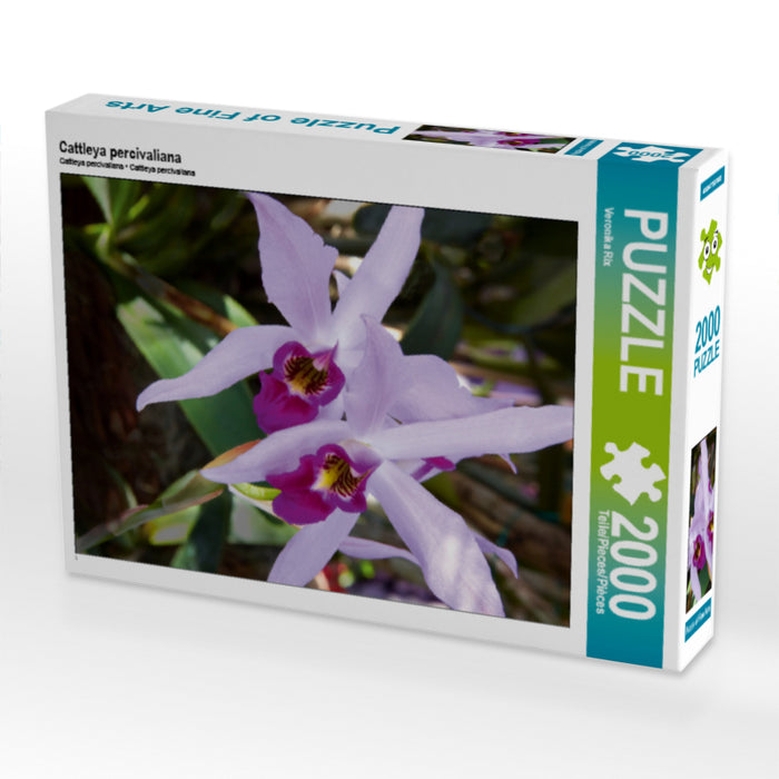 Cattleya percivaliana - CALVENDO Foto-Puzzle - calvendoverlag 39.99