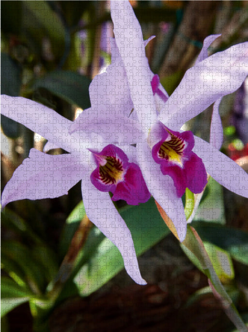 Cattleya percivaliana - CALVENDO Foto-Puzzle - calvendoverlag 39.99