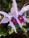 Cattleya percivaliana - CALVENDO Foto-Puzzle - calvendoverlag 39.99