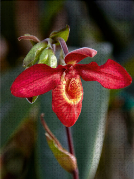 Frauenschuh-Orchidee - CALVENDO Foto-Puzzle - calvendoverlag 39.99